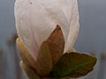 Magnolia Norman Gould IMG_5288 Magnolia